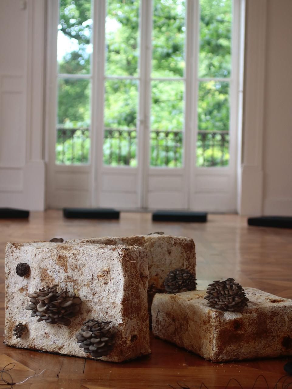 Mycelium sculptures growing oyster mushrooms before tall windows opening onto greenery